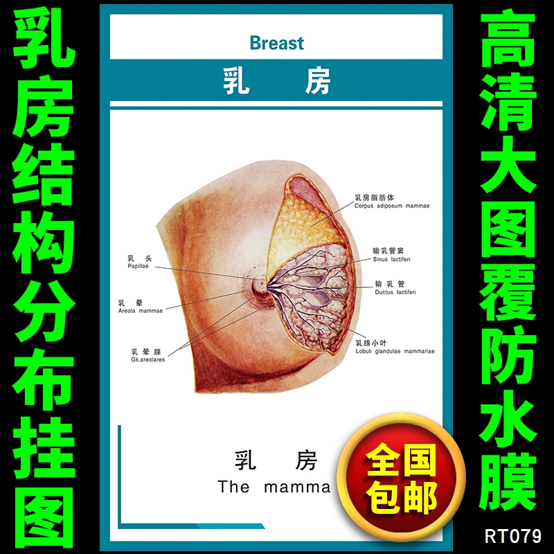 人体肌肉解剖图正面示意挂图肌肉结构医院健身房人体肌肉宣传墙贴