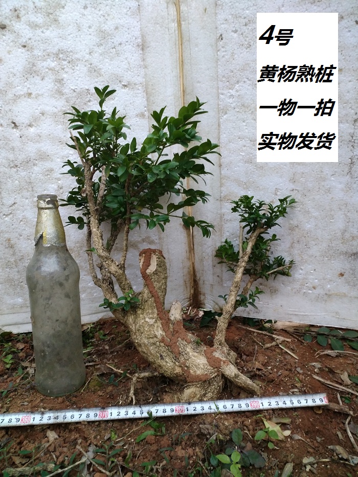 黄杨九里香树桩盆景素材造型桩雀梅野生下山桩盆栽阳台花木树苗