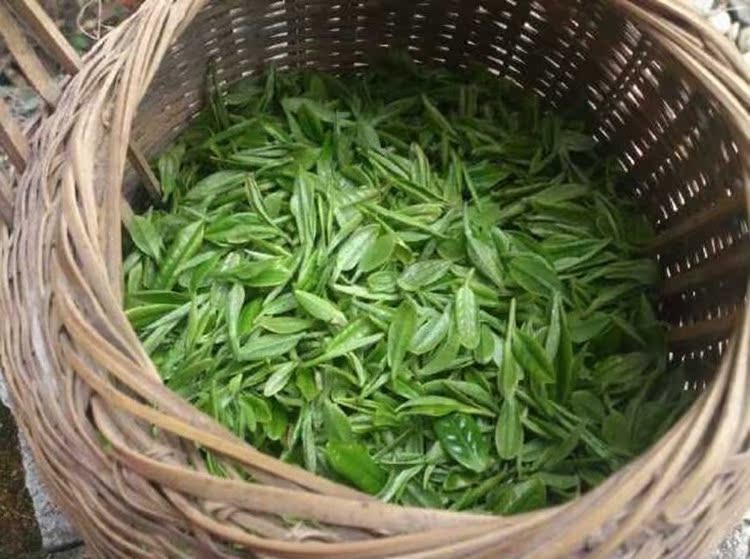 临安天目山云雾茶绿茶农家烘青 天目青顶 东坑有机茶叶新125g*2