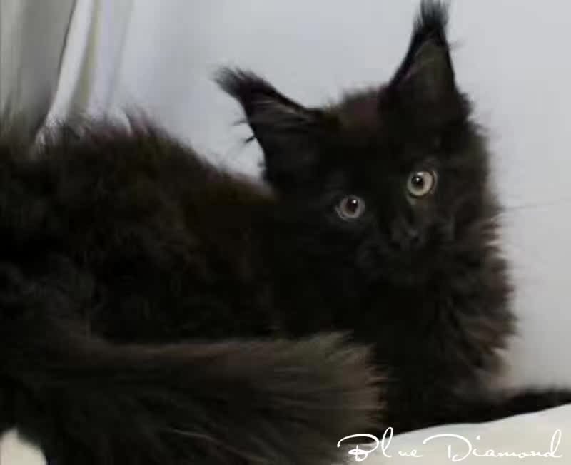8月更新 英短银渐层猫 公 弟弟可爱云系宠物猫纯种 活体幼猫