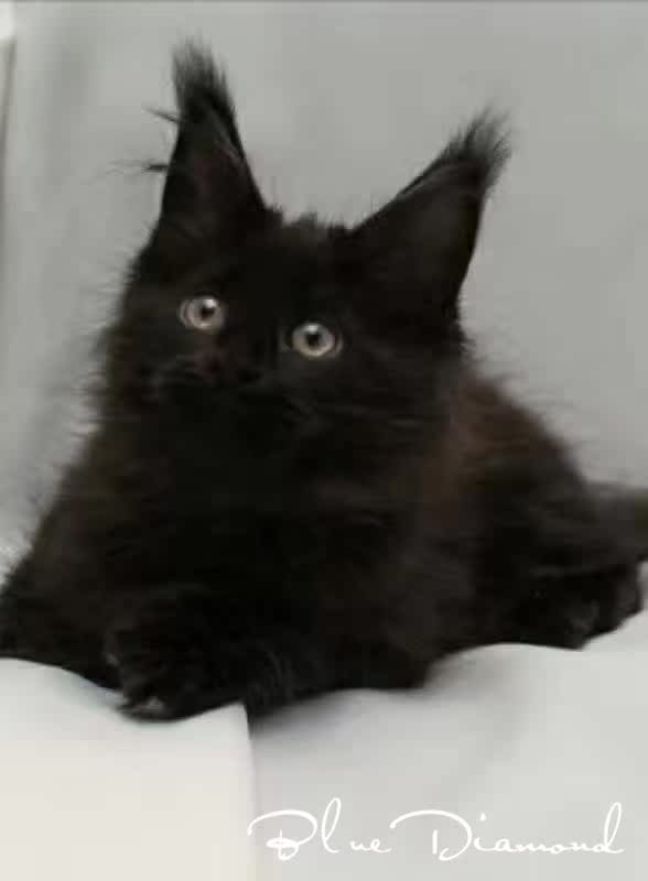 缅因猫活体宠物猫纯黑缅因猫缅因库恩猫
