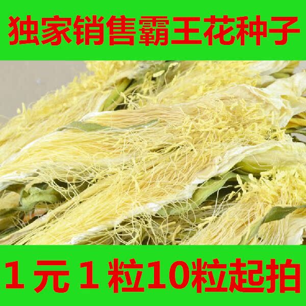独家销售霸王花蔬菜种子四季播种七星剑花干昙花干货煲汤料菜种子