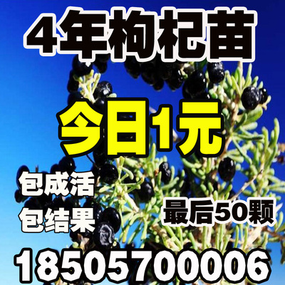 包邮果树苗杏树苗嫁接杏子树苗南方北方种植杏