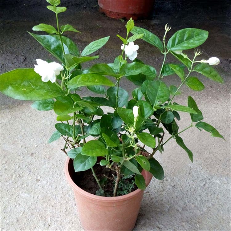 浓香花卉茉莉花盆栽植物花草绿植盆栽室内净化空气吸甲醛观花植物