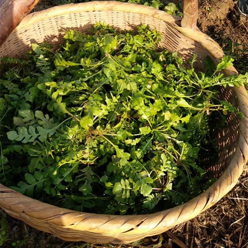 现挖新鲜野生荠菜荠荠菜地菜饺子馅有机蔬菜野菜地丁菜四份包邮