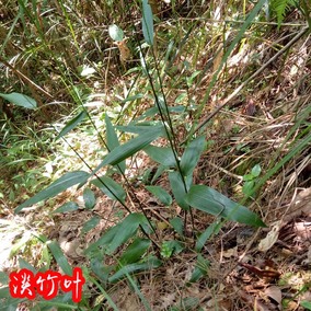 5件包邮正品野生中草药材淡竹叶 碎骨子 山鸡米 金鸡米 迷身草