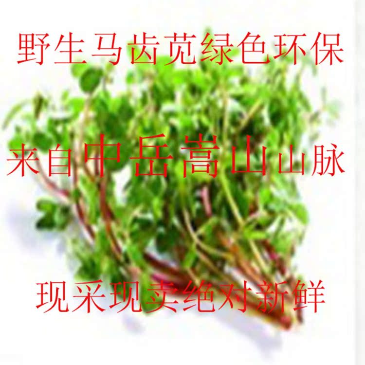 嵩山新鲜马齿苋马齿菜长寿菜纯野生绿色药食两用五行草绿色环保