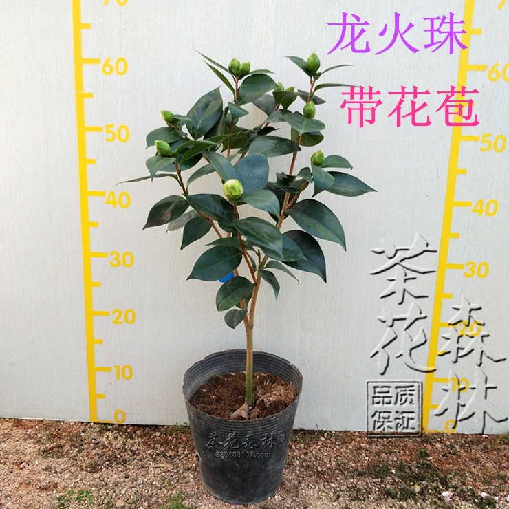 龙火珠茶花树苗木花卉阳台庭院绿植盆栽品种茶室内外四季包邮