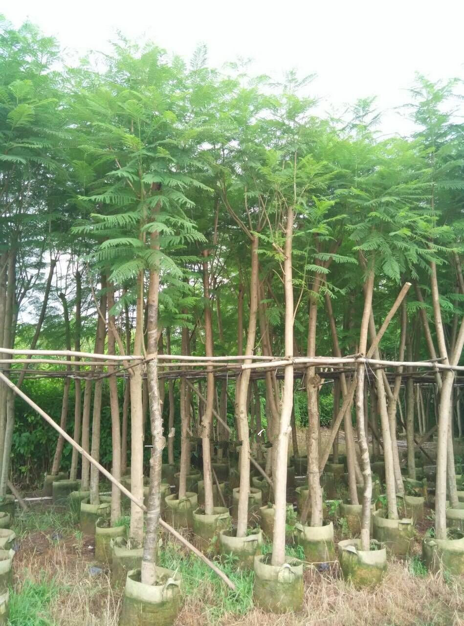 出售蓝花楹树苗红花楹珍稀名贵树苗庭院植物含羞草叶蓝花楹蓝雾树