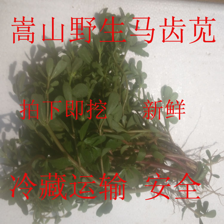 嵩山新鲜马齿苋马齿菜长寿菜纯野生绿色药食两用五行草绿色环保
