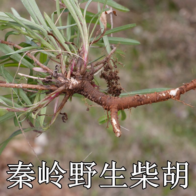 野生柴胡 北柴胡 野生北柴胡 野生北柴胡根 野生竹叶柴胡 红柴胡