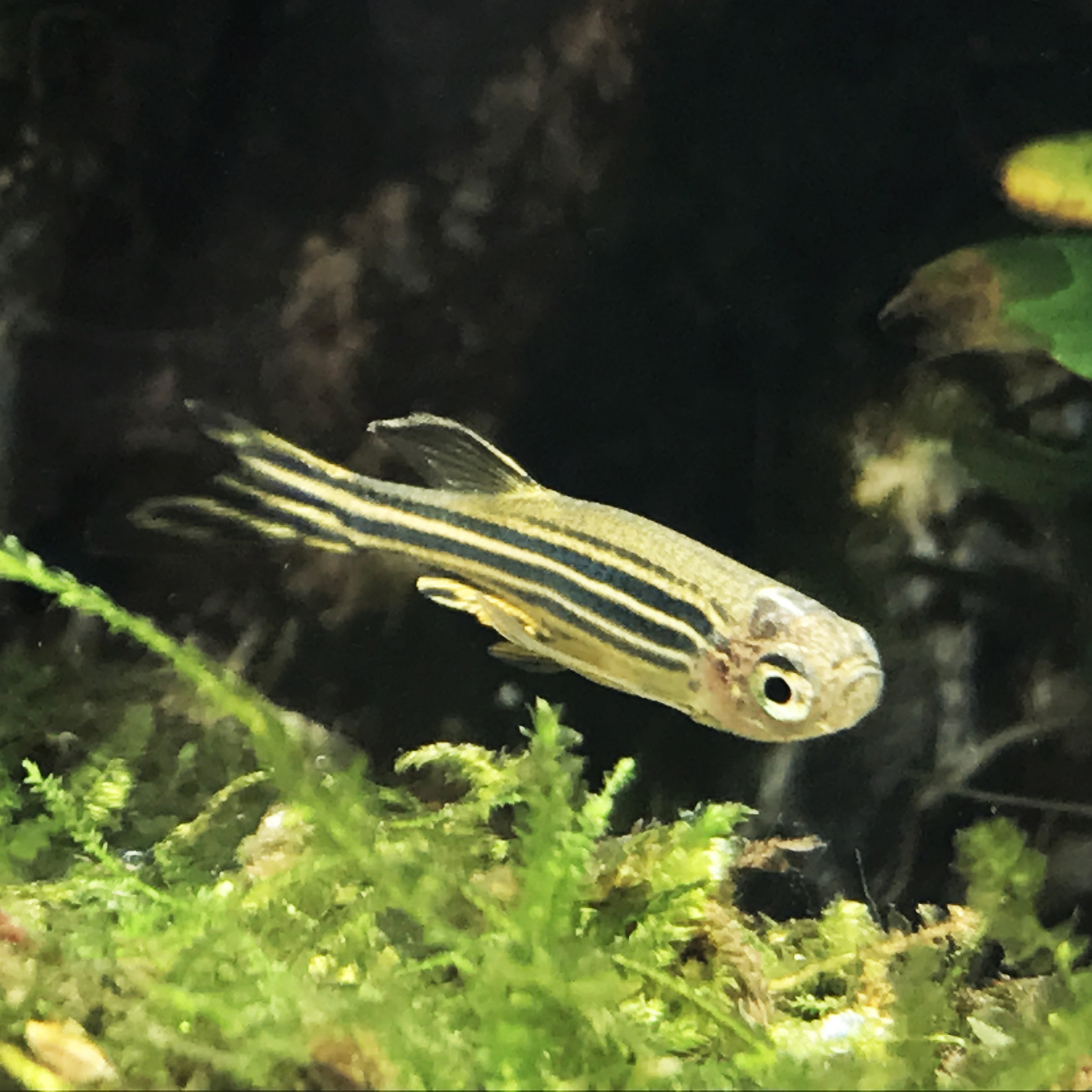 小型热带鱼观赏鱼灯科鱼鱼群游鱼活体鱼红斑马