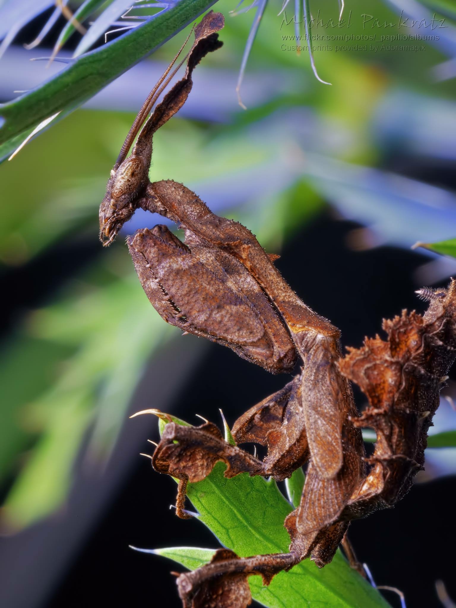 云峰螳瘾pseudoxyops perpulchra宠物昆虫螳螂活体宠物活体异宠