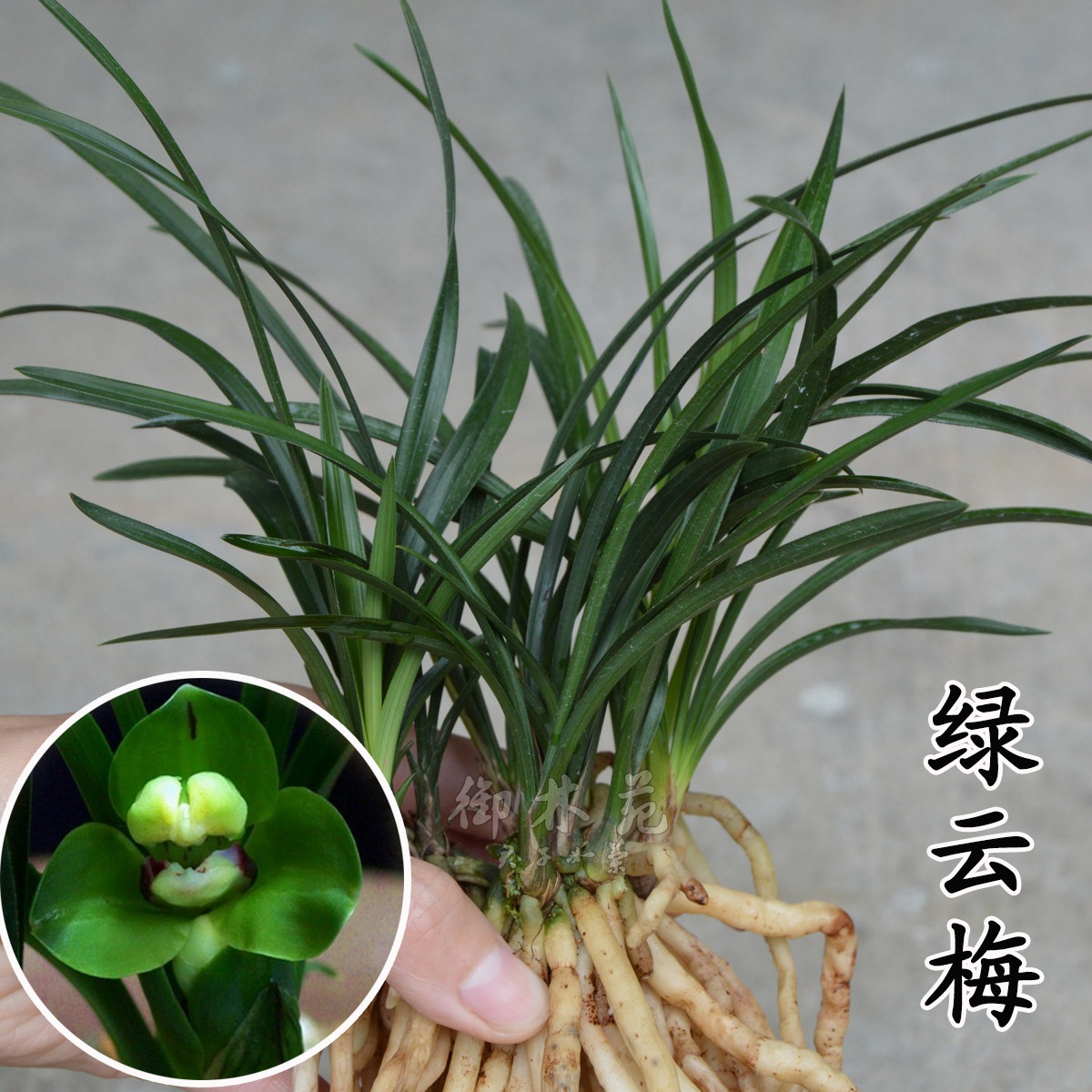 兰花苗下山新品春兰绿云梅名贵花卉室内盆景绿植花季带花苞包邮