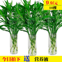 包邮 富贵竹观音水培竹转运竹植物花卉盆栽大叶竹净化空气开运竹