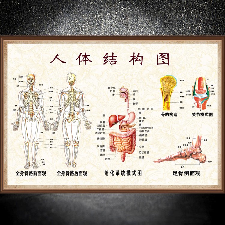 【包邮】人体全身骨骼结构解剖图肌肉结构解剖示意图医院挂图展板