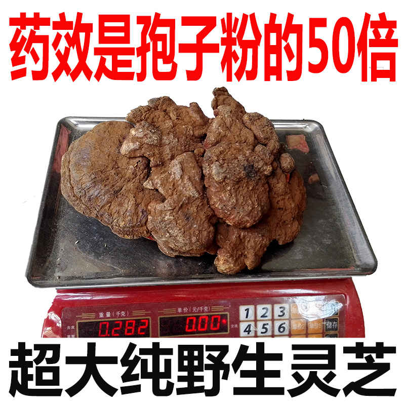 神农架特级纯野生灵芝大灵芝摆件特大野生赤灵芝整枝深山野生灵芝