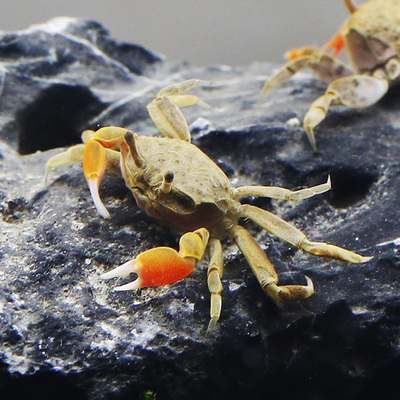 水族迷你蟹辣椒蟹螃蟹观赏淡水蟹爬行宠物除藻深水蟹活体3只包邮