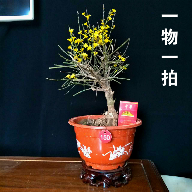 迎春花盆景 实拍绿植花卉 老根迎春微型盆栽 虎蹄迎春小叶迎春