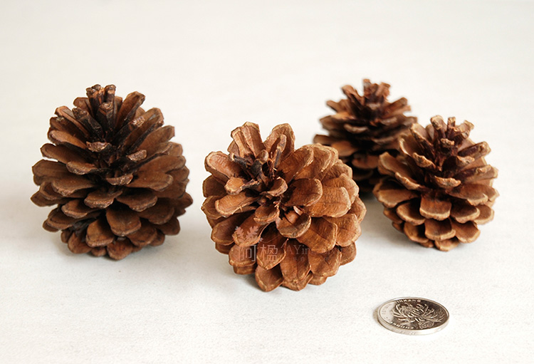 松果松塔天然工艺品 植物干花材料 zakka拍摄道具diy装饰品 阿楹