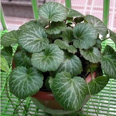 虎耳草 盆栽金钱吊芙蓉 金丝荷叶草 可入药 中药 中耳炎阳台盆栽