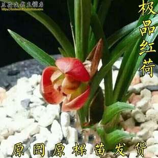   ԭͼԭ緢Բ ɰɫ