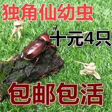 中扁锹甲甲虫 含一对 幼虫新手套餐 2017热门宠物独角仙成虫