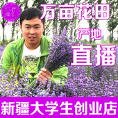 新疆熏薰衣草单方植物纯精油香薰按摩护肤祛痘印疤痕安神助睡眠