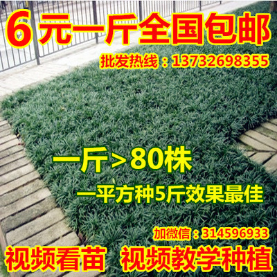 特价正宗日本矮麦冬草苗 玉龙草耐寒耐践踏四季碧绿高档庭院草坪