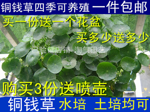 室内阳台办公桌水培铜钱草养金钱草盆栽绿植花卉草根茎苗套餐包邮