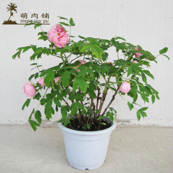 盆栽牡丹苗 庭院绿植花卉国花牡丹五年大苗【魏紫】玫瑰月季苗