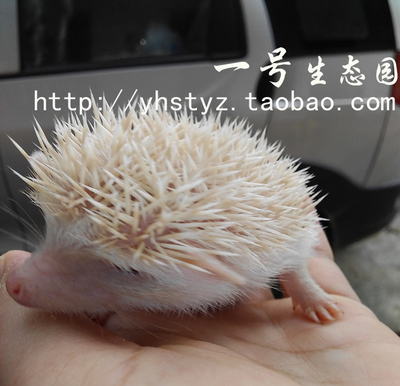 顺丰包邮 自家繁殖纯种非洲迷你刺猬活体 小宠