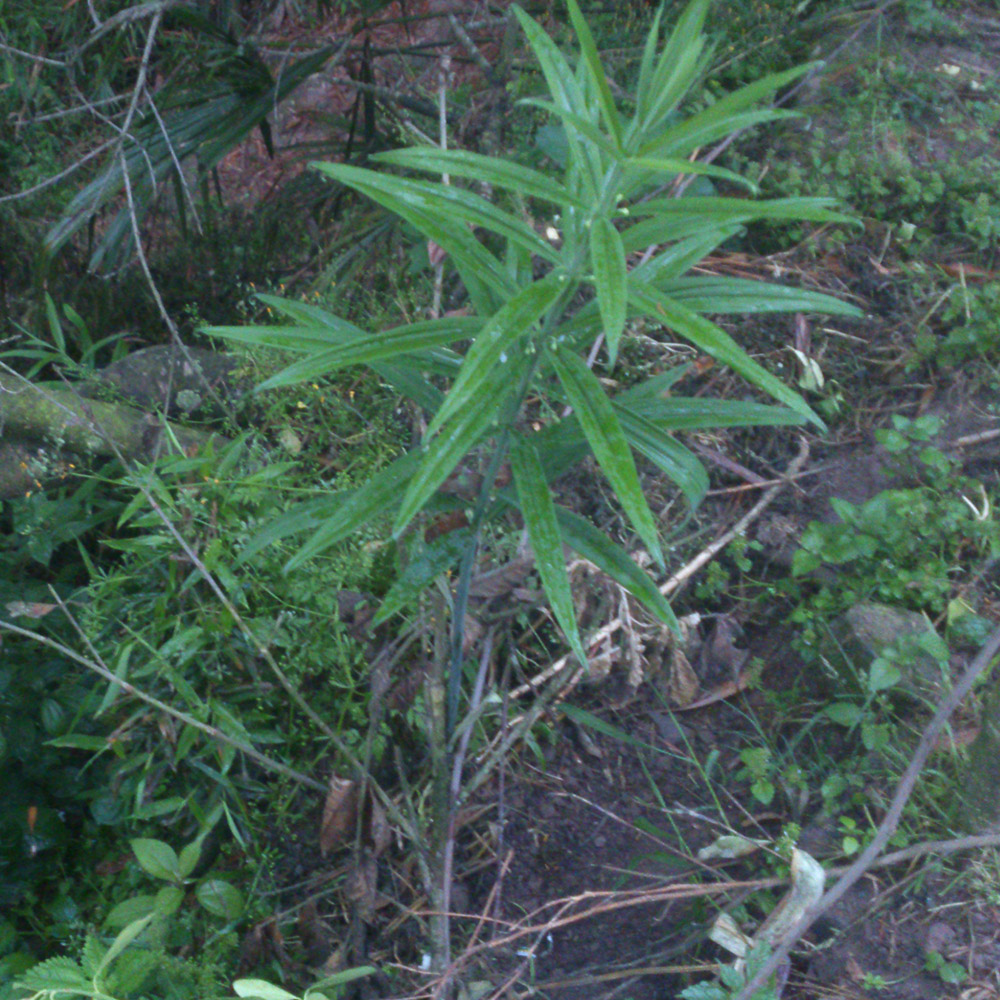 晒干新鲜野生黄精泡茶干货特级正品男性中药材种子种苗干货下山苗