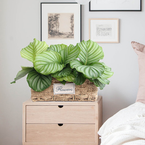 净化空气桌面盆栽