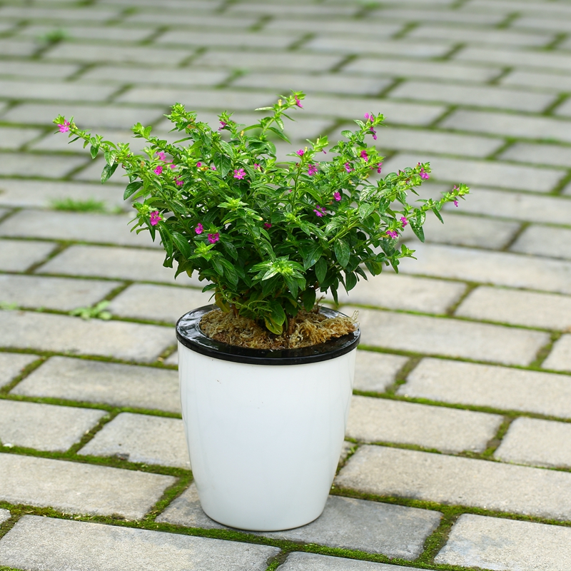 满天星盆栽植物室内绿植四季开花庭院阳台楼顶花卉驱蚊康乃馨植物