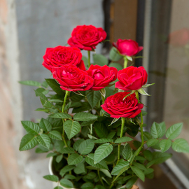 >> 文章内容 >> 玫瑰花栽培技术探讨  玫瑰花如何种植?