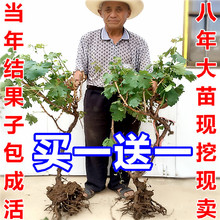 8年葡萄苗葡萄树苗盆栽地栽庭院爬藤果树苗南方北方种植无花果苗