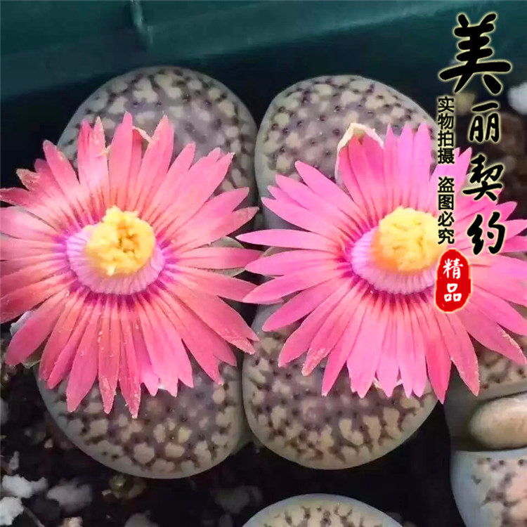 【生石花——紫石榴】c393a 紫石榴 番杏生石花 3年株