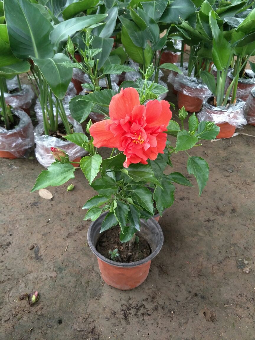 2年苗 盆栽花卉多色扶桑苗红色扶桑花苗 大花重瓣朱槿牡丹芙蓉花