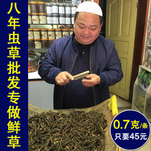 条野生正品 老马西藏新鲜冬虫夏草那曲鲜草0.7克 鲜草产地直销