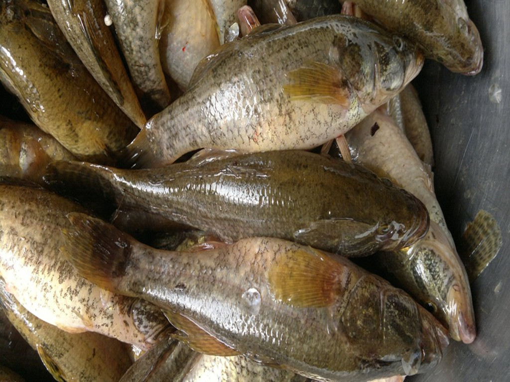 请问这是什么鱼，产自云南澜沧江流域的江河里。求学名和俗称。_百度知道