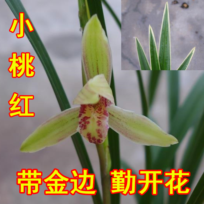 兰花建兰四季兰开香花苞 小桃红 兰花苗办公司内阳台卧室绿植盆栽
