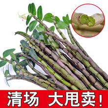 铁皮石斛鲜条 霍山石斛三年生林下仿野铁皮石斛枫斗 试吃5.6元