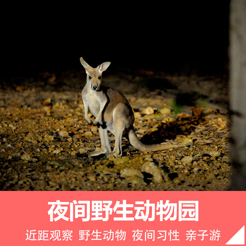 清迈夏天泰国旅游night safari夜间动物园门票中文皇家花园接送