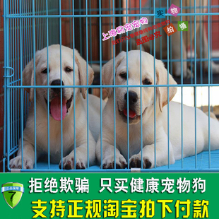 樱桃 神犬小七樱桃拉布拉多犬出售 拉布拉多 纯种拉布拉多幼犬 包健康