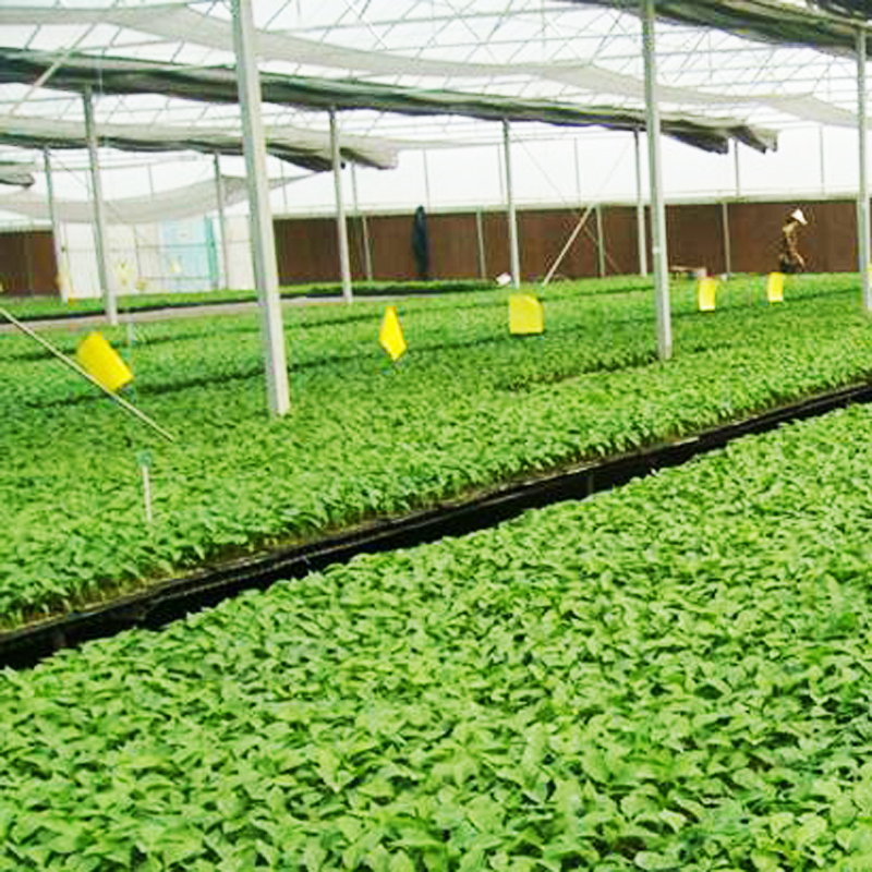 倒挂金钟种苗办公室内阳台盆栽花卉观花植物带花四季开花发货小苗