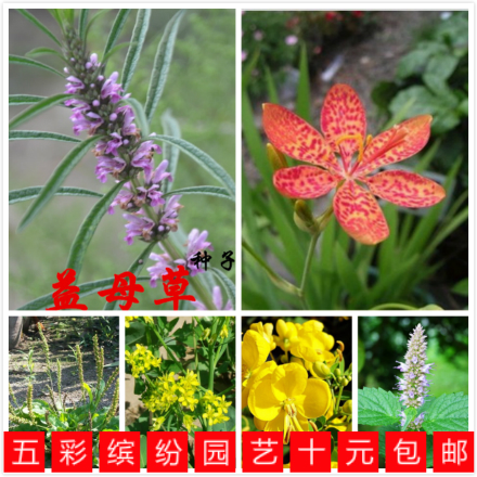 中草药种子 射干 连翘 甘草 决明子 枸杞 益母草 艾草 蒲公英种子