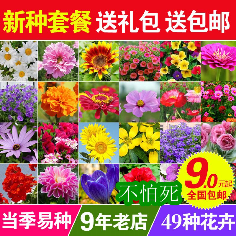 热销易种花籽速生盆栽庭院四季种阳台套餐 花卉种子价格