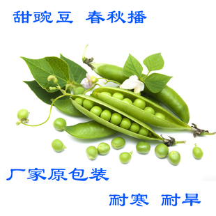 ɰ㶹㶹㶹ͺͺļ̨