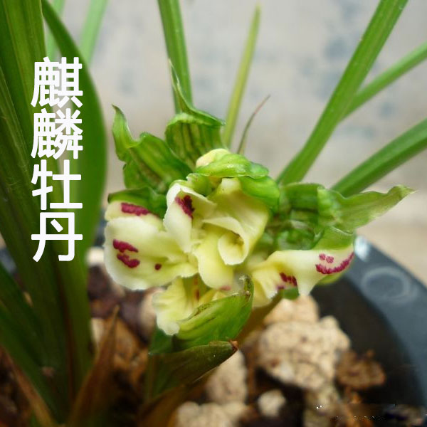 兰花麒麟牡丹秀气兰花苗春兰奇花麒麟牡丹绿植盆栽室内花卉